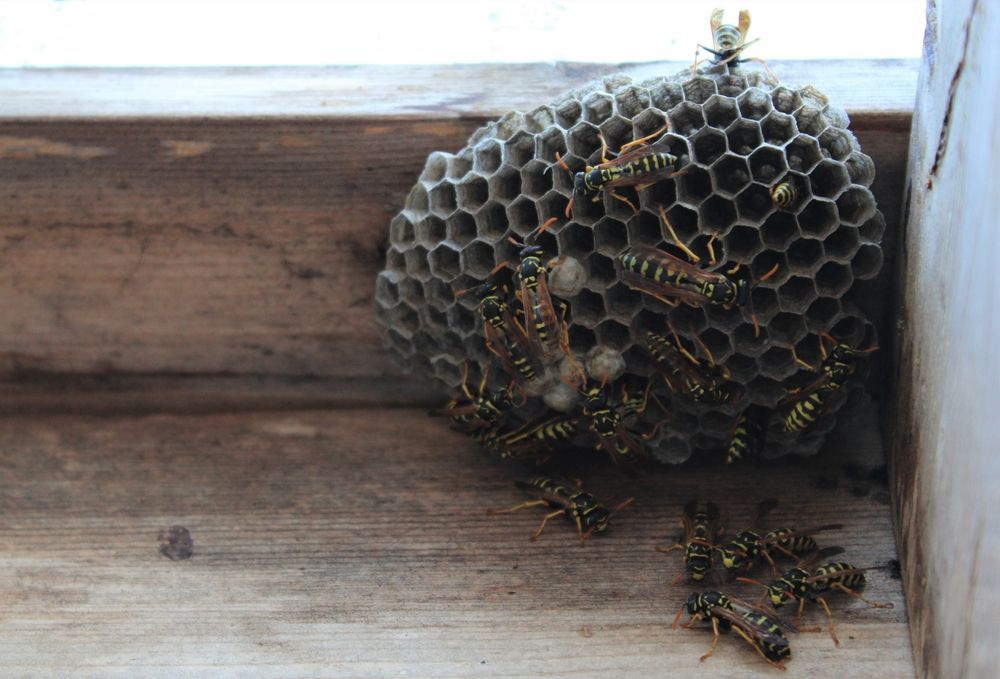 Several wasps crawling on and around a paper nest built in the corner of a wooden window frame.