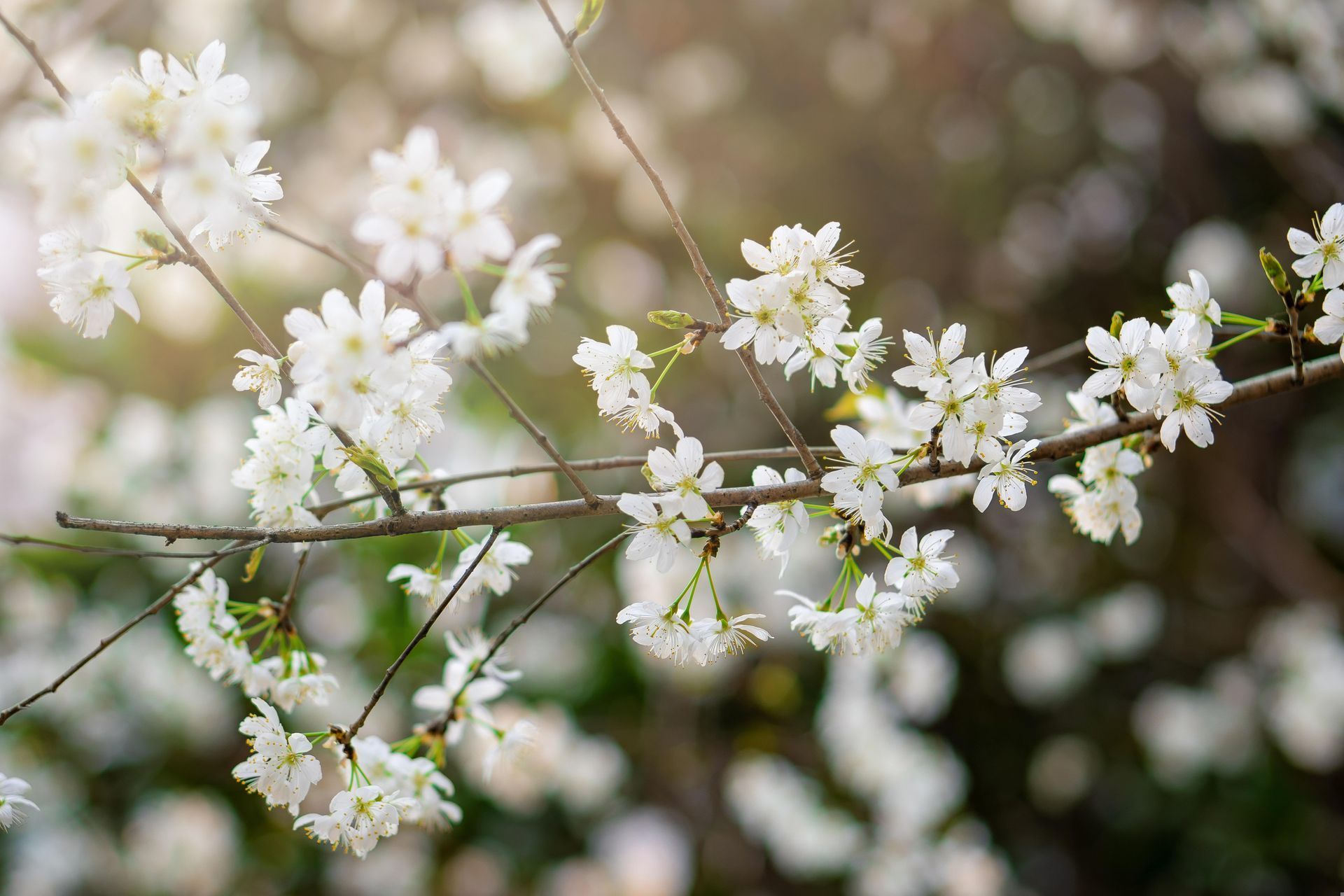 White blossoms on a tree branch, with soft sunlight and a blurred background.