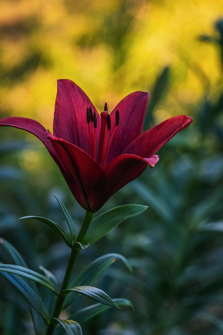 A dark red lily is blooming