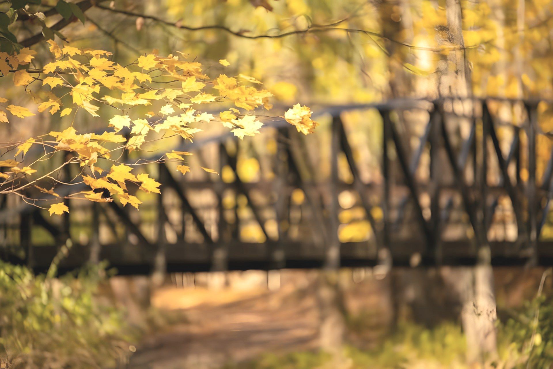 A bridge in the middle of a forest with yellow leaves