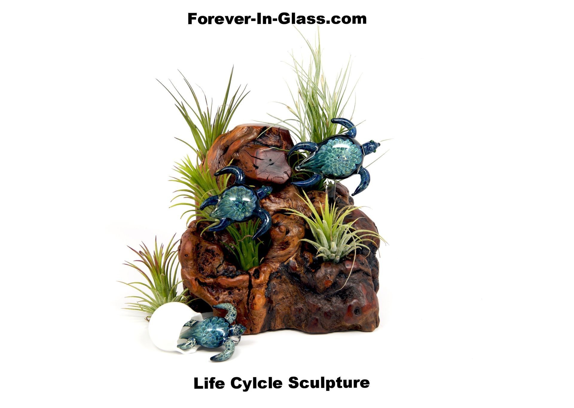 Life Cycle - Turtles over Burl.jpg