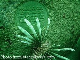 underwater-7.jpg