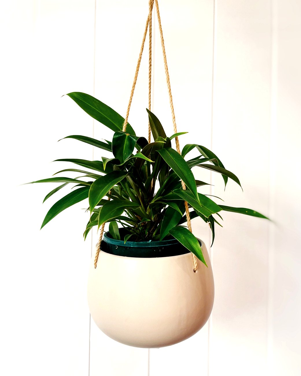 Florist Ipswich, QLD The Ipswich Florist