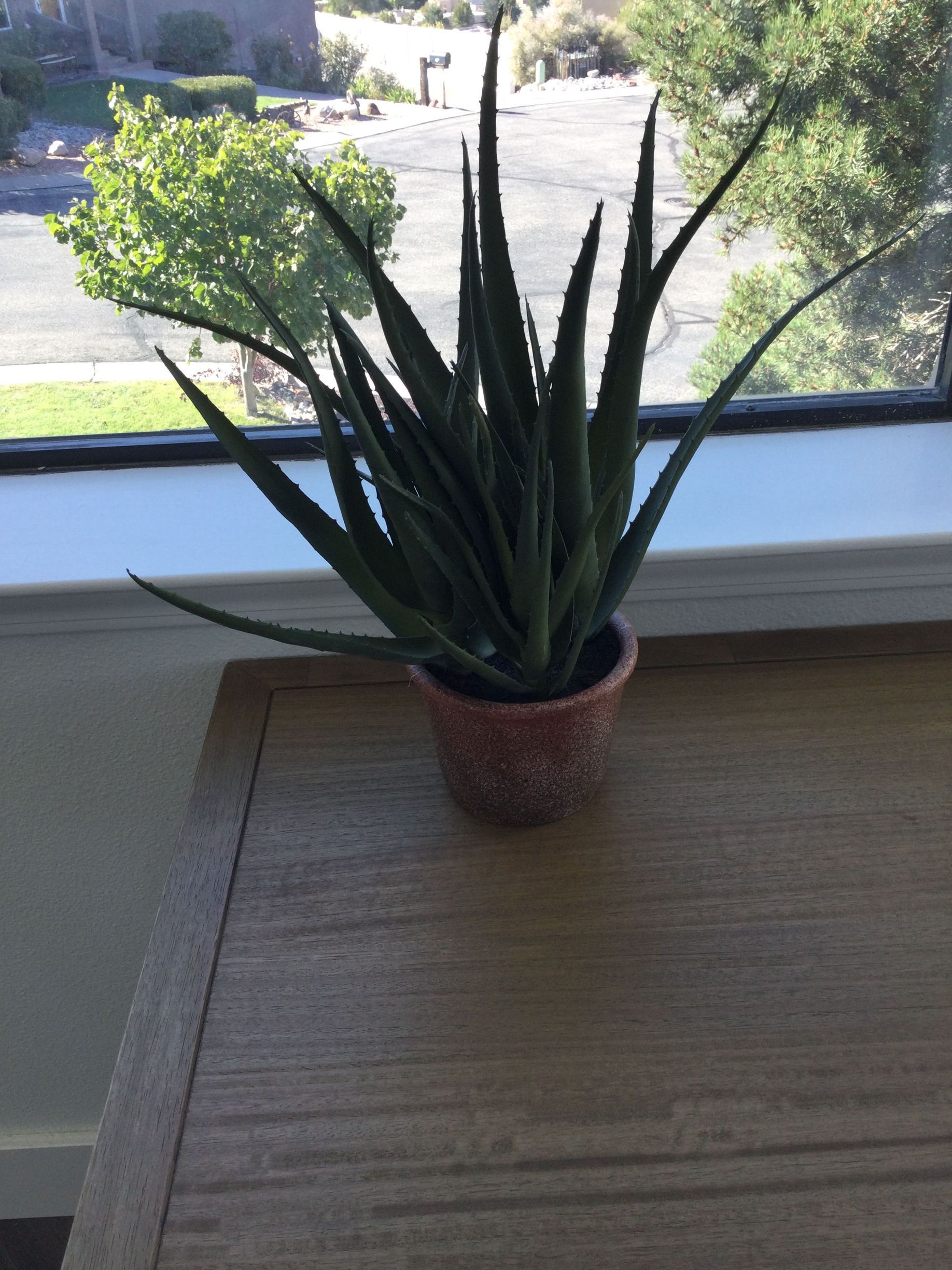 A potted plant is sitting on a table in front of a window.