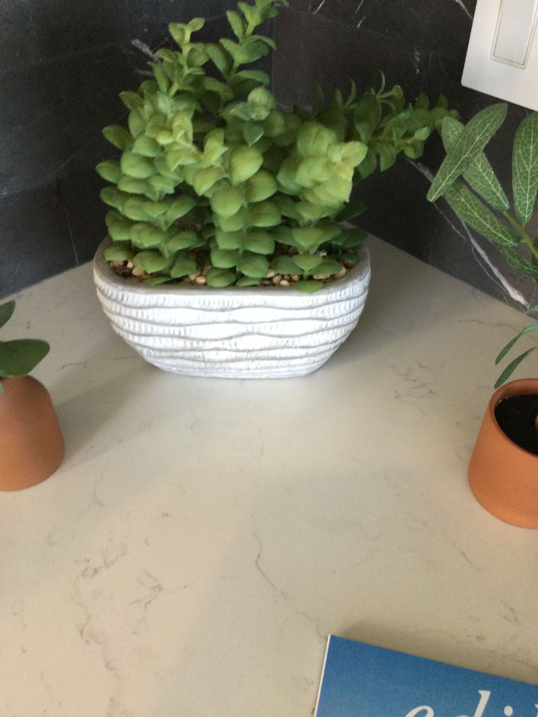 A potted plant sits on a table next to a book