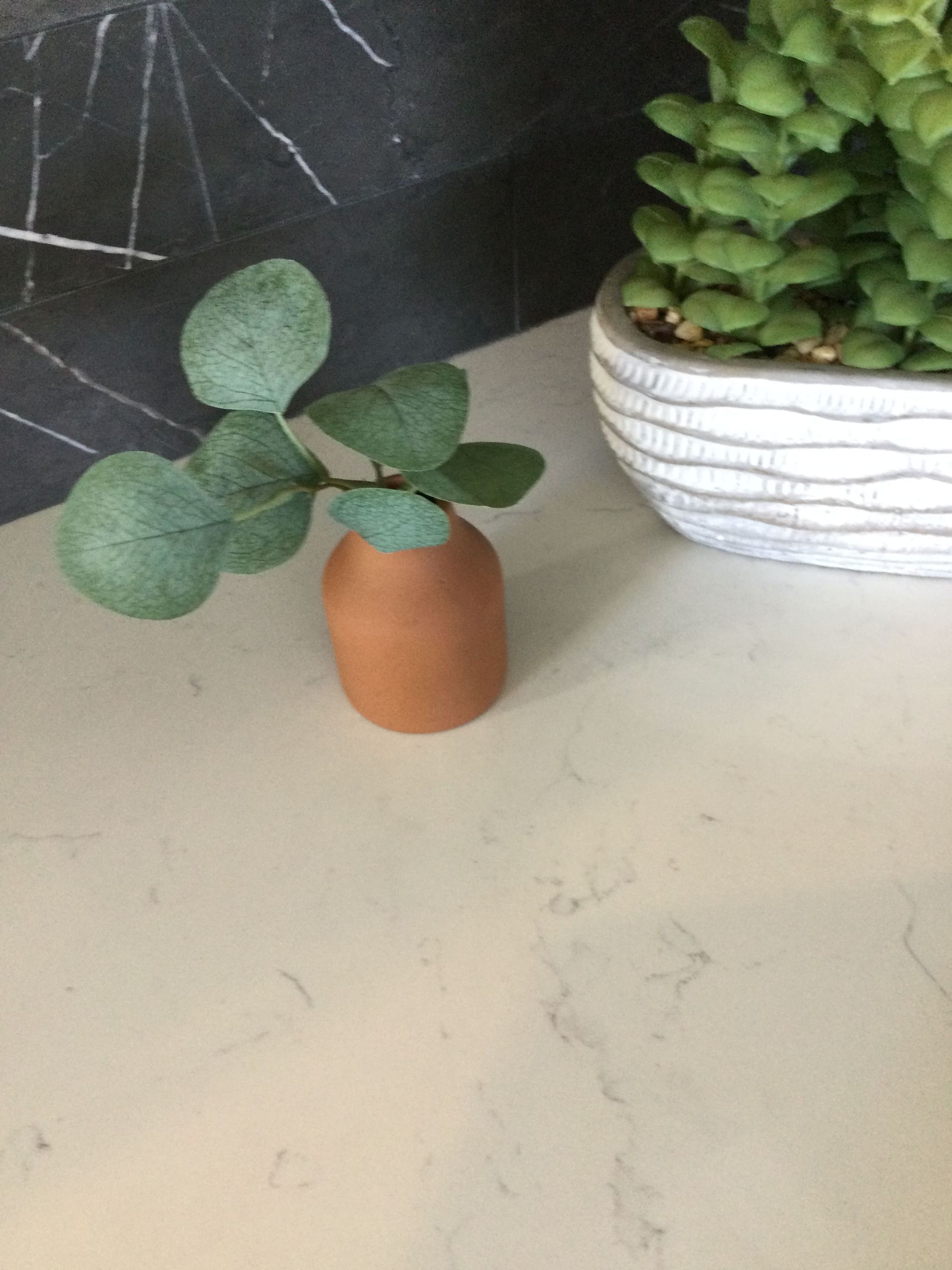 A small potted plant is sitting on a counter next to a potted plant.