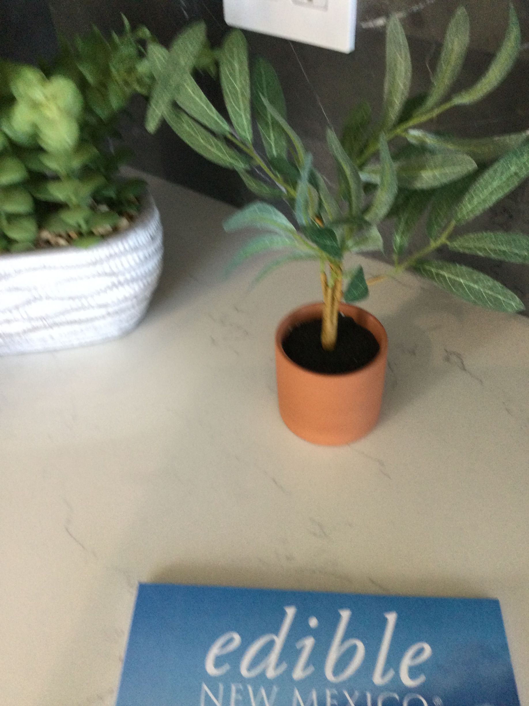 A small potted plant sits on a table next to a sign that says edible new mexico