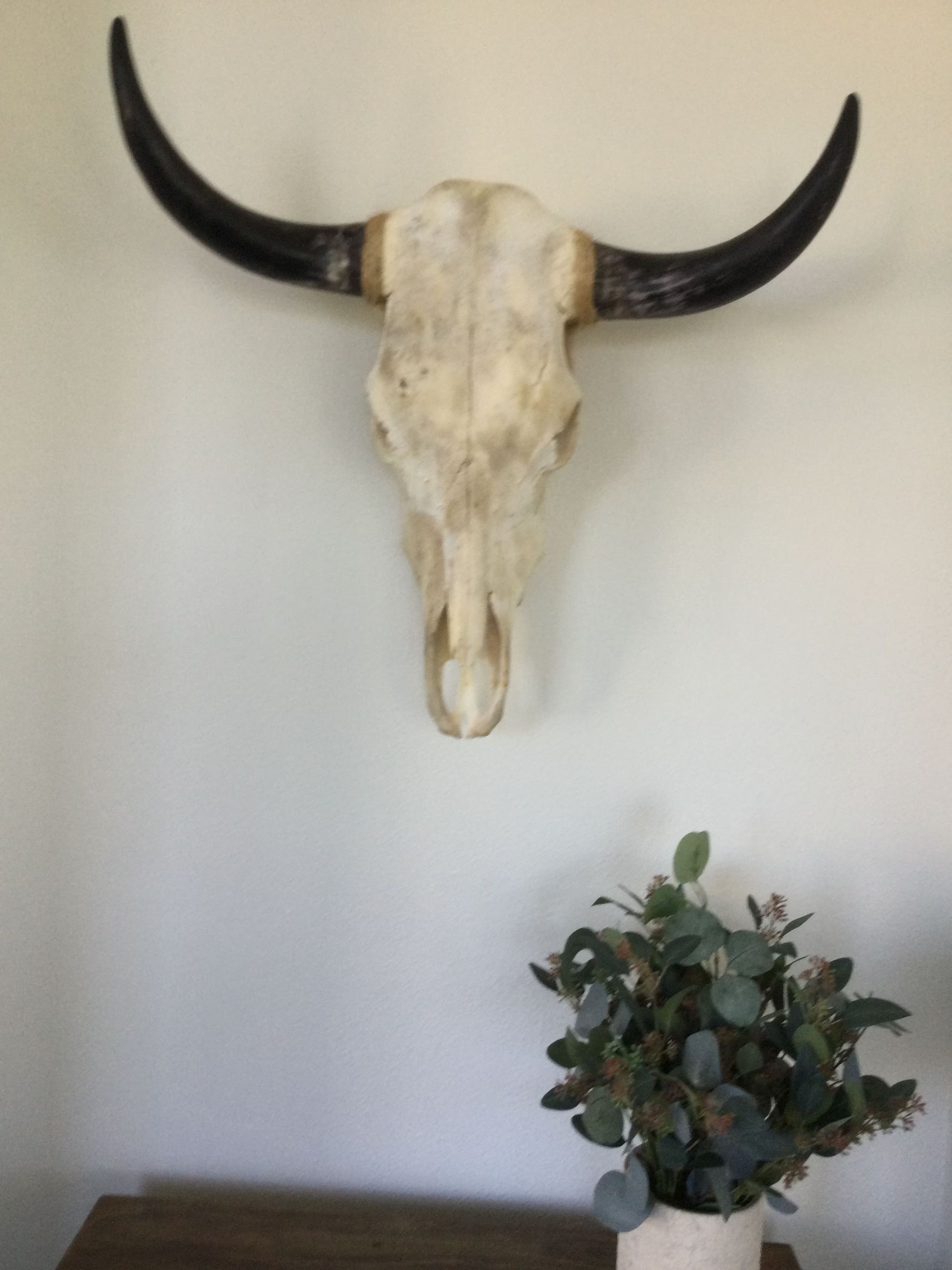A bull skull is hanging on a wall next to a potted plant.