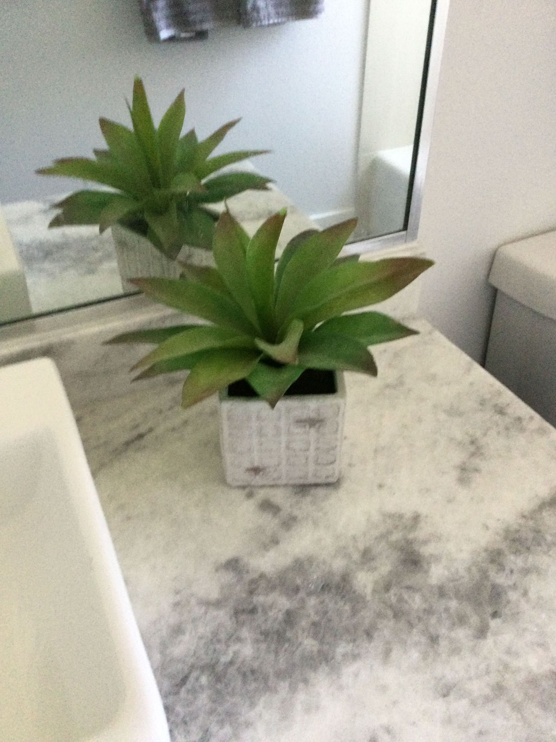 A potted plant is sitting on a bathroom counter next to a sink.