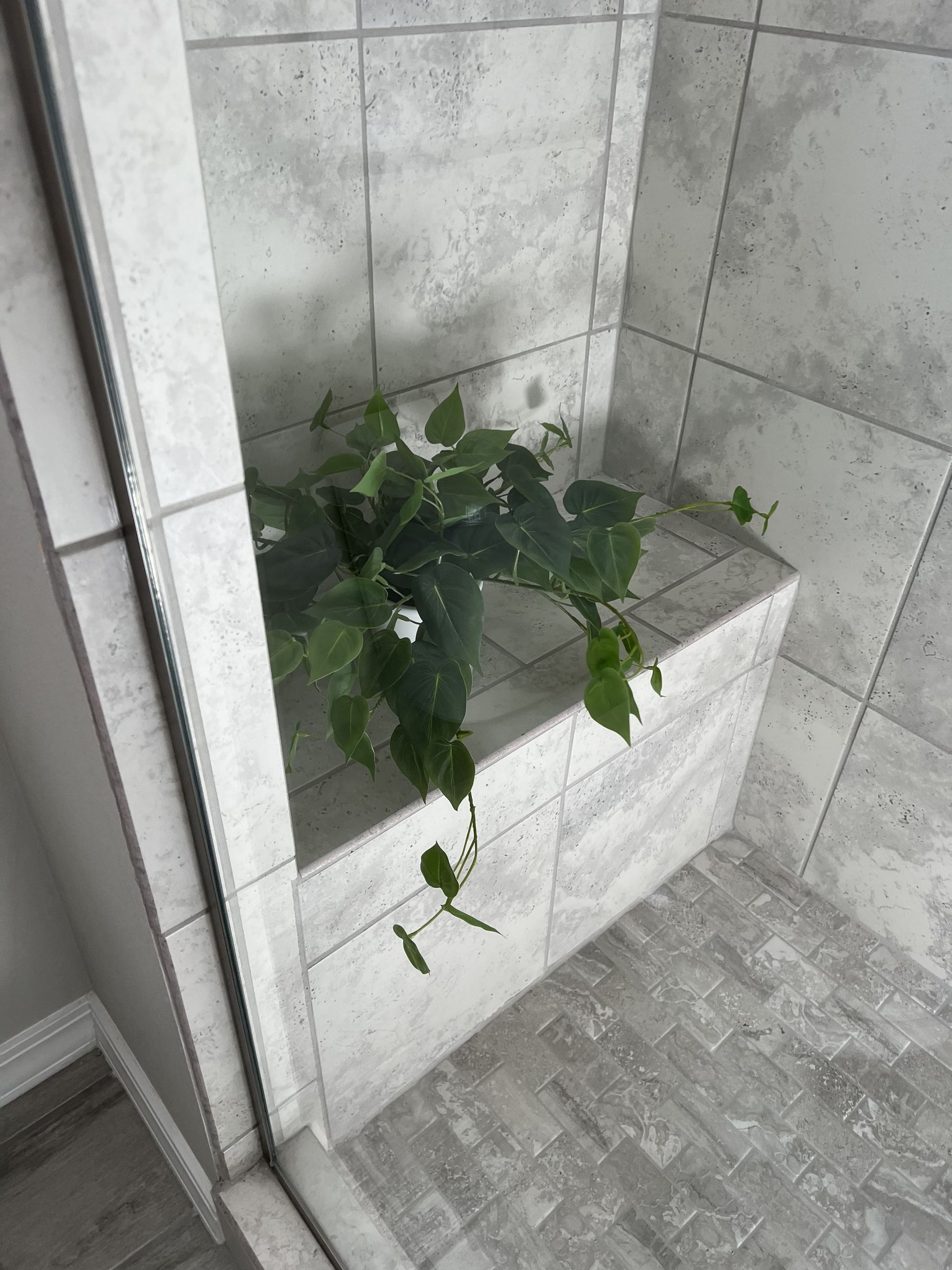 A plant is growing in a corner of a shower stall.