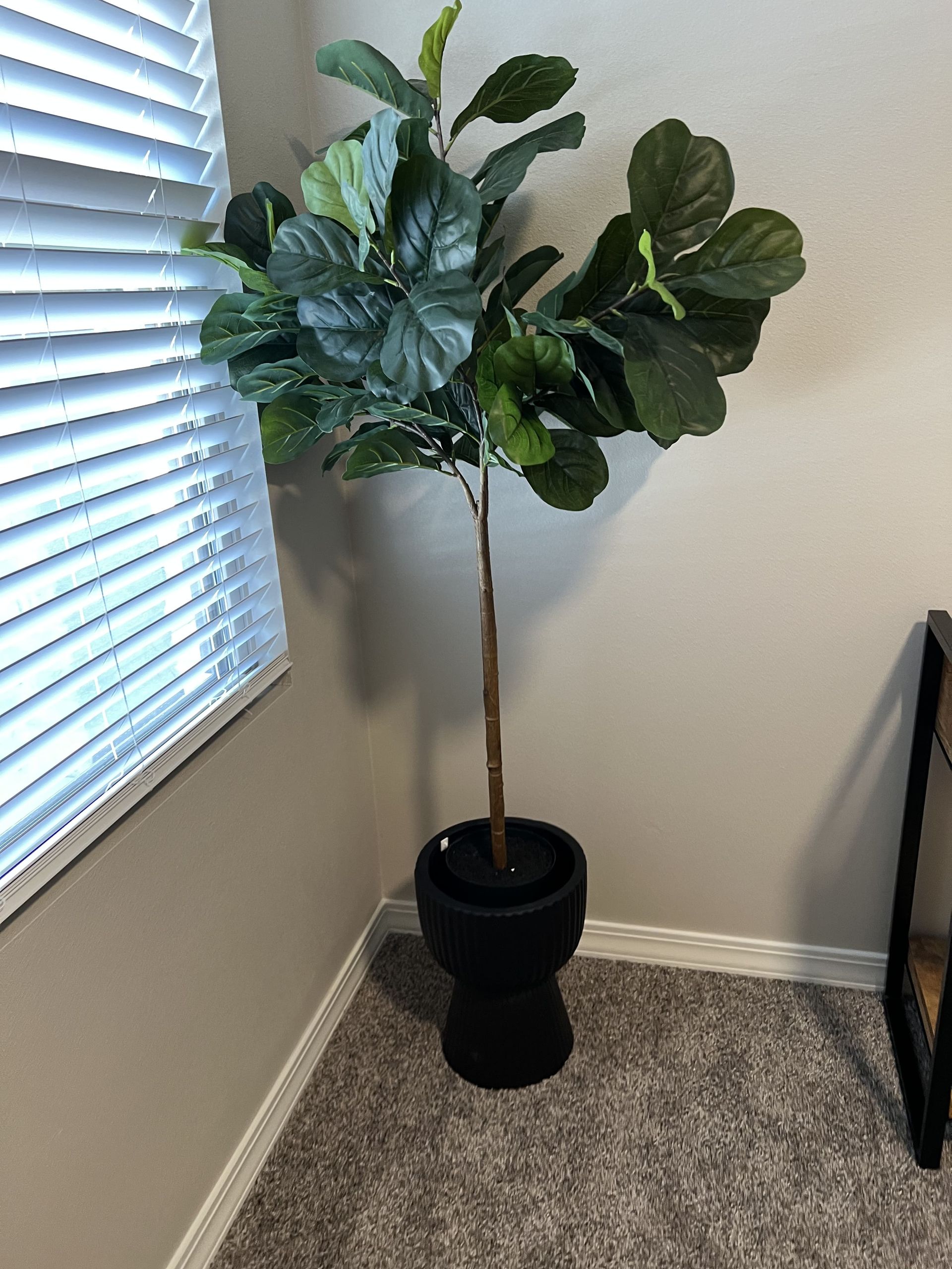 A fiddle leaf fig tree in a black pot is sitting in a corner of a room next to a window.