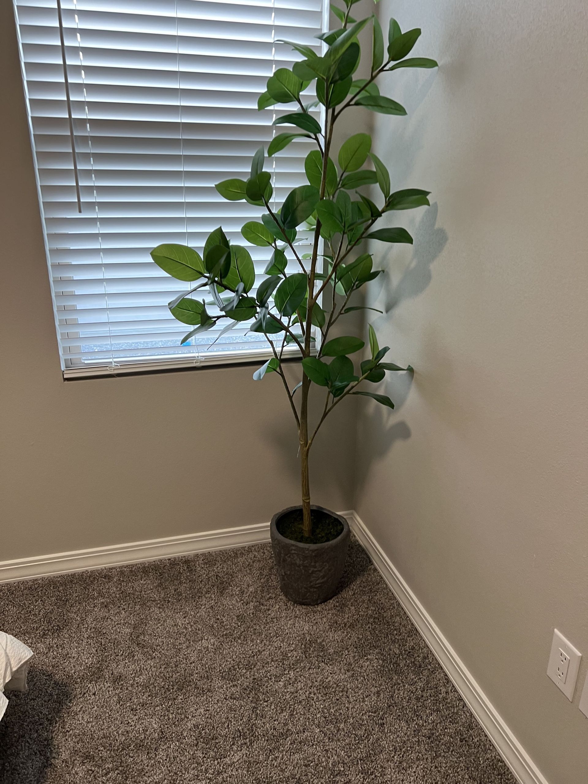 A potted plant is sitting in a corner of a room next to a window.
