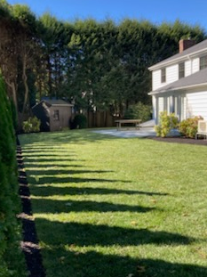 Lush green lawn with long shadows, bordered by tall green hedges and a white house under a clear blue sky.