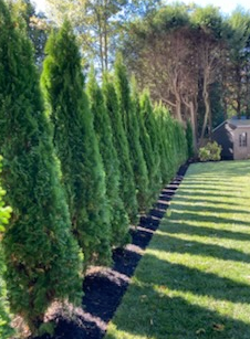 Row of tall, green evergreen trees used as a privacy fence. The trees are against a grassy yard with a mulched bed.