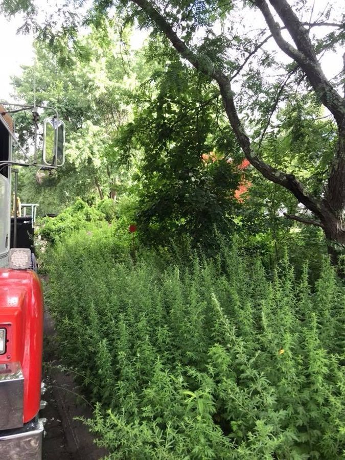 Red truck next to overgrown green vegetation. Trees in the background.
