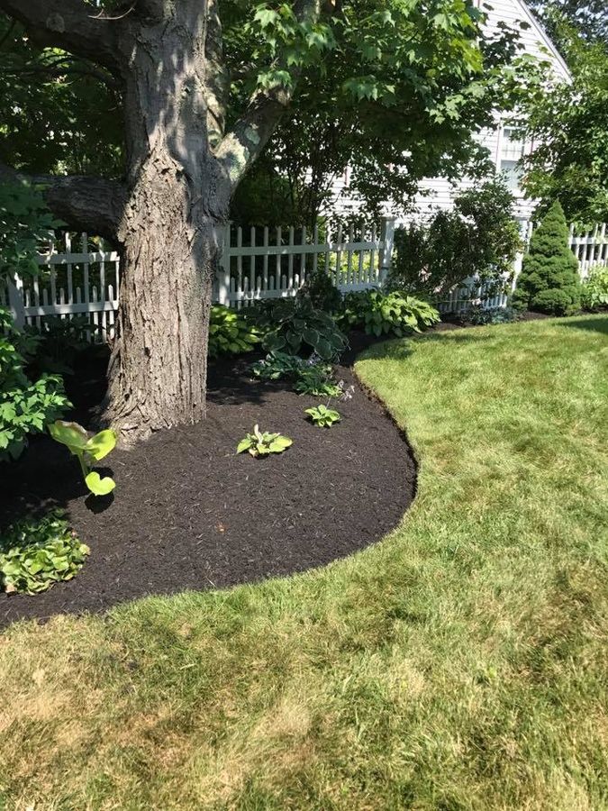Lush green lawn with dark mulch surrounding a tree base; white picket fence and house in the background.