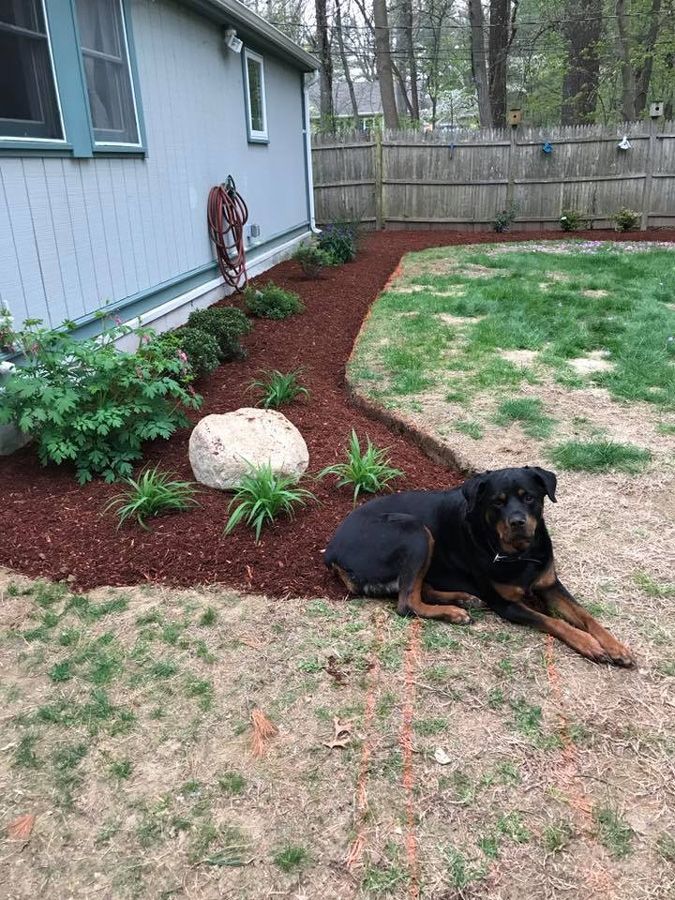 A Rottweiler dog rests near a newly mulched garden bed beside a house.