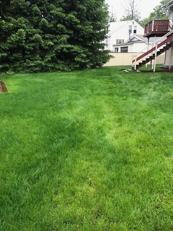 Green lawn in a backyard with a large tree, house, and stairs.