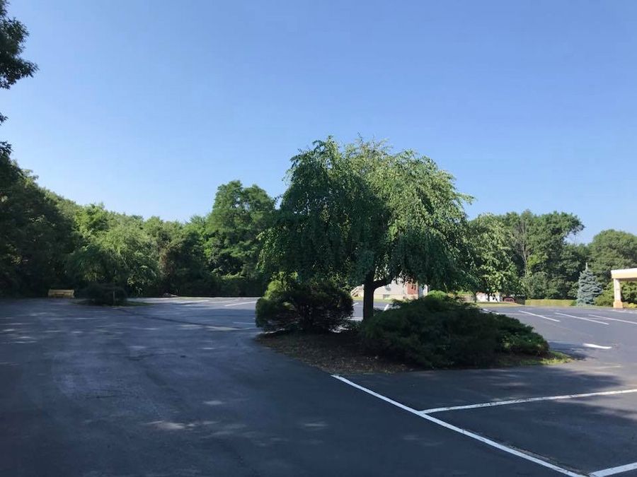 Asphalt parking lot with a weeping tree and bushes under a clear blue sky.