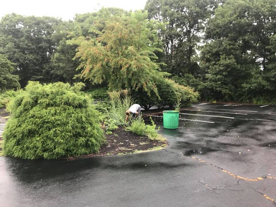 Person tending garden bed next to a green trash can in a wet parking lot, trees in the background.