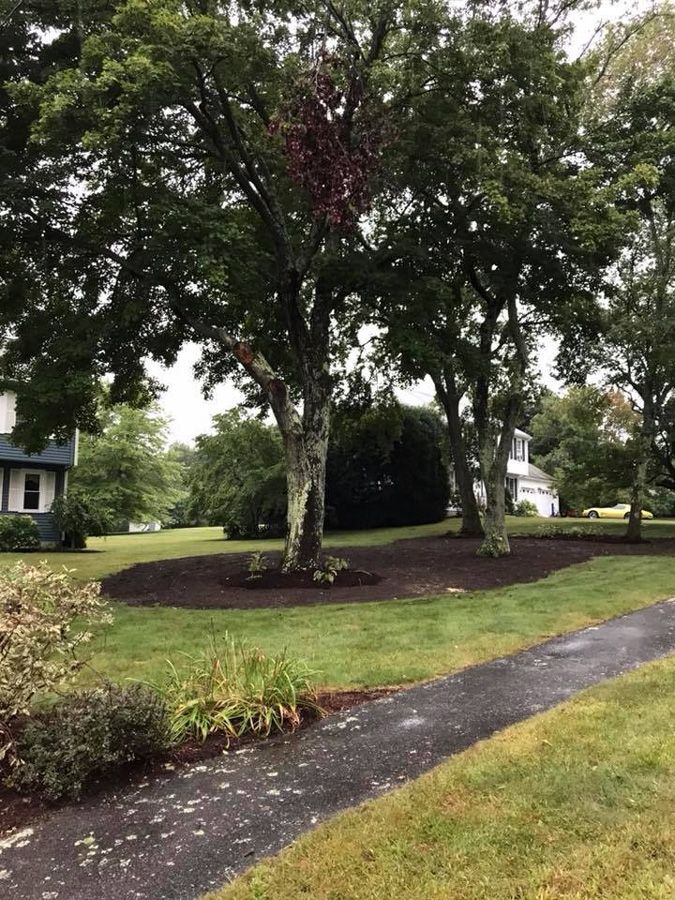 Trees surrounded by mulch on a grassy lawn with a sidewalk in front of a house.