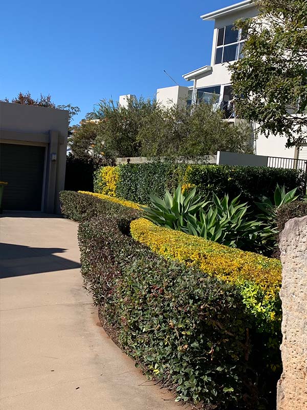 Hedge Trimming Luxe Lawns & Gardens Toowoomba & Surrounds
