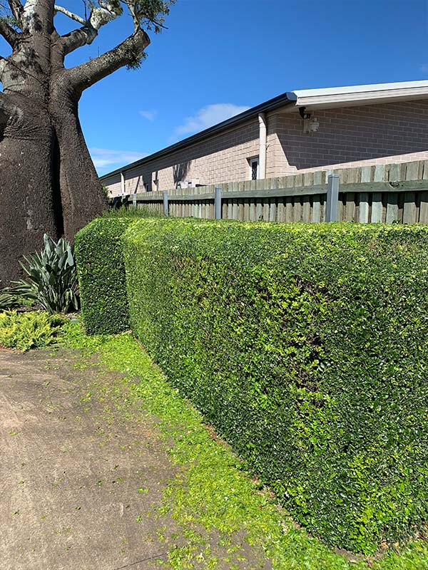 fence garden hedge
