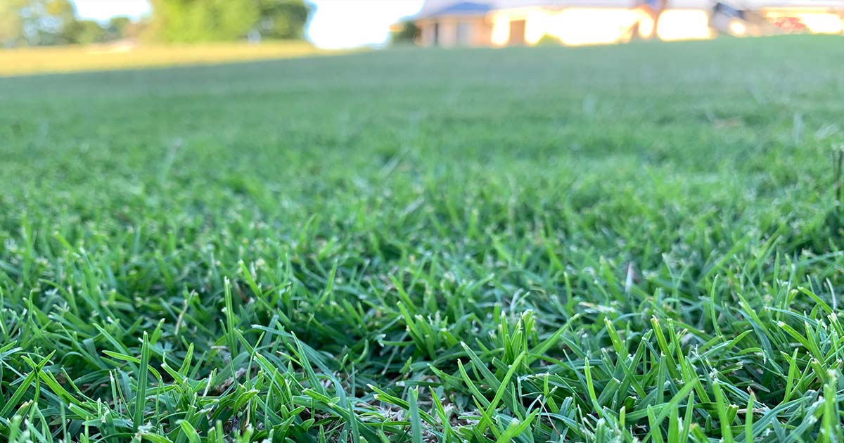 Lush Toowoomba Lawn