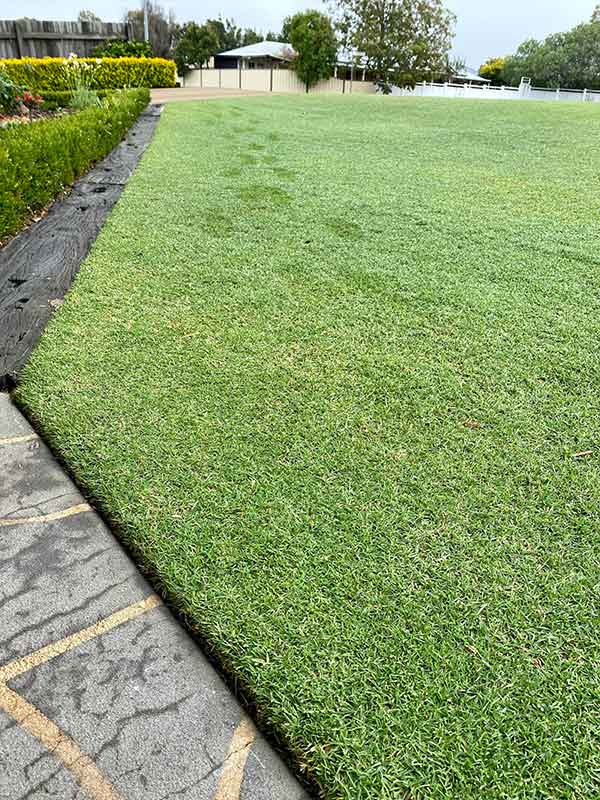 lush grass