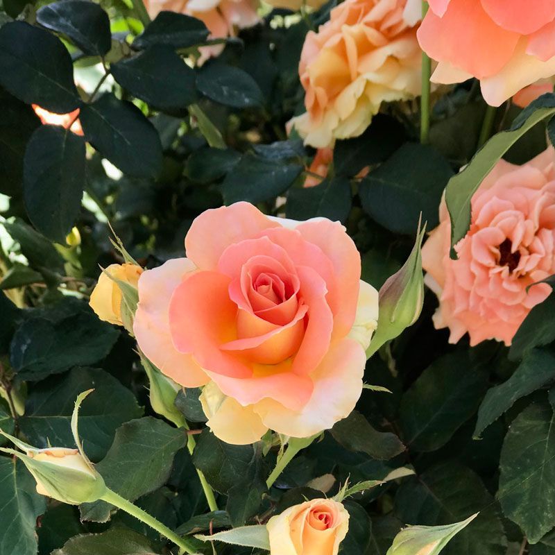 ORANGE ROSES