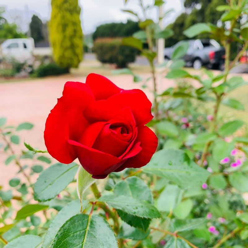 RED ROSES