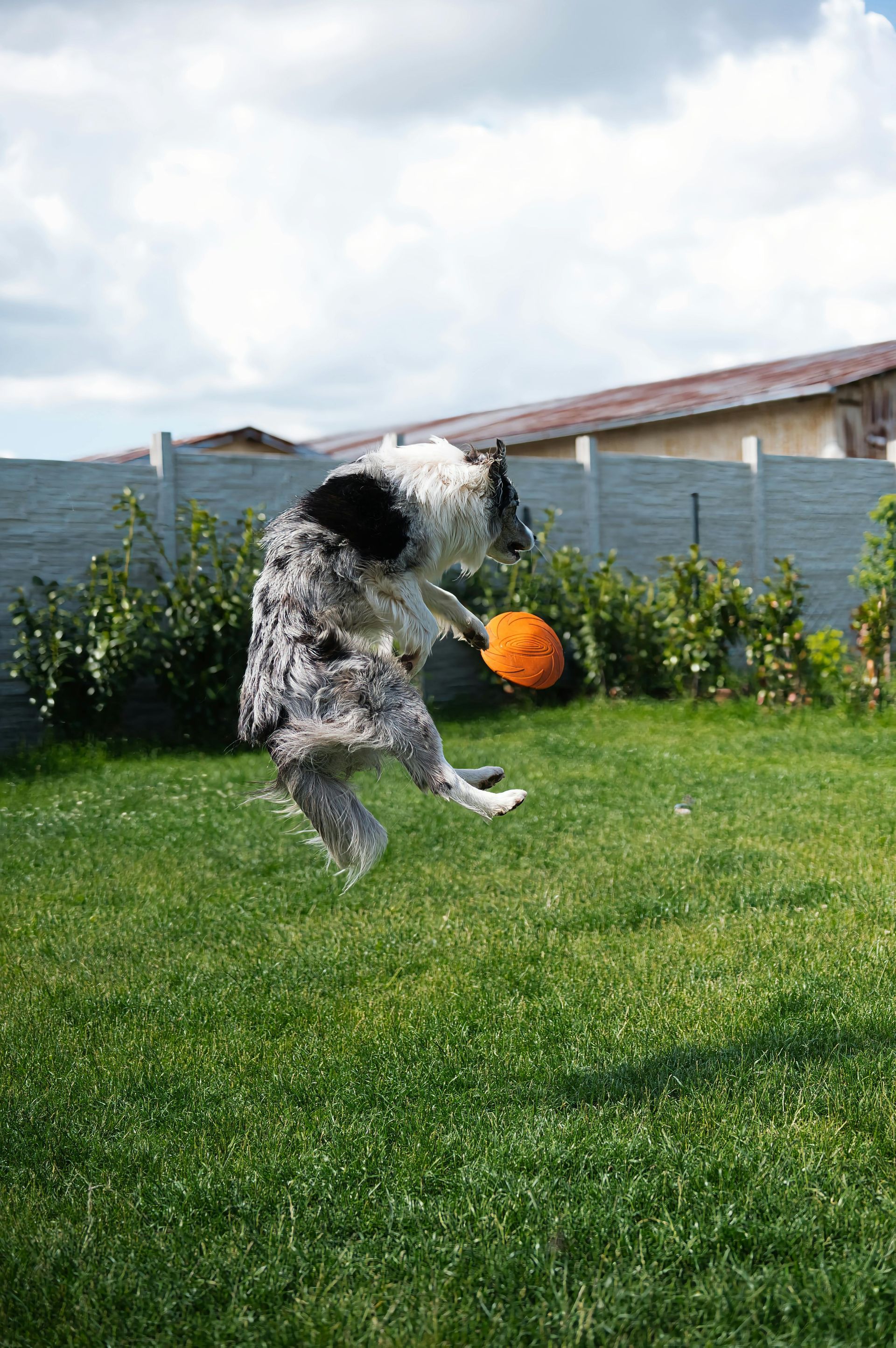 A black and white dog is jumping in the air to catch a frisbee.
