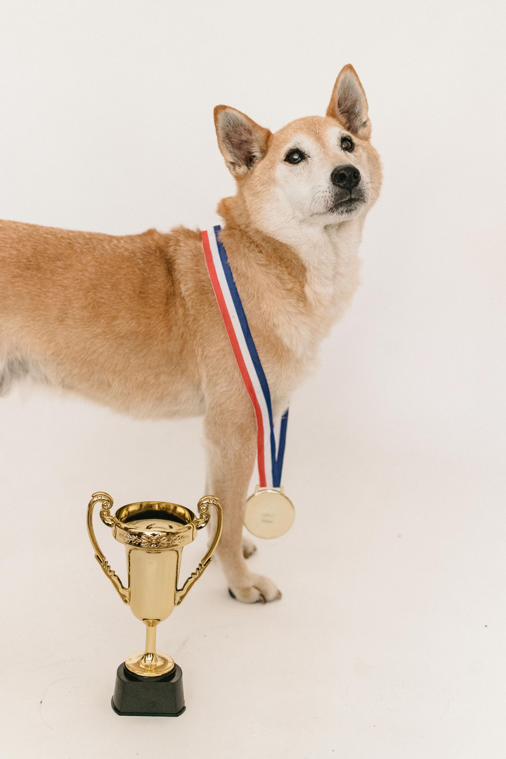 A dog with a medal around its neck is standing next to a trophy.