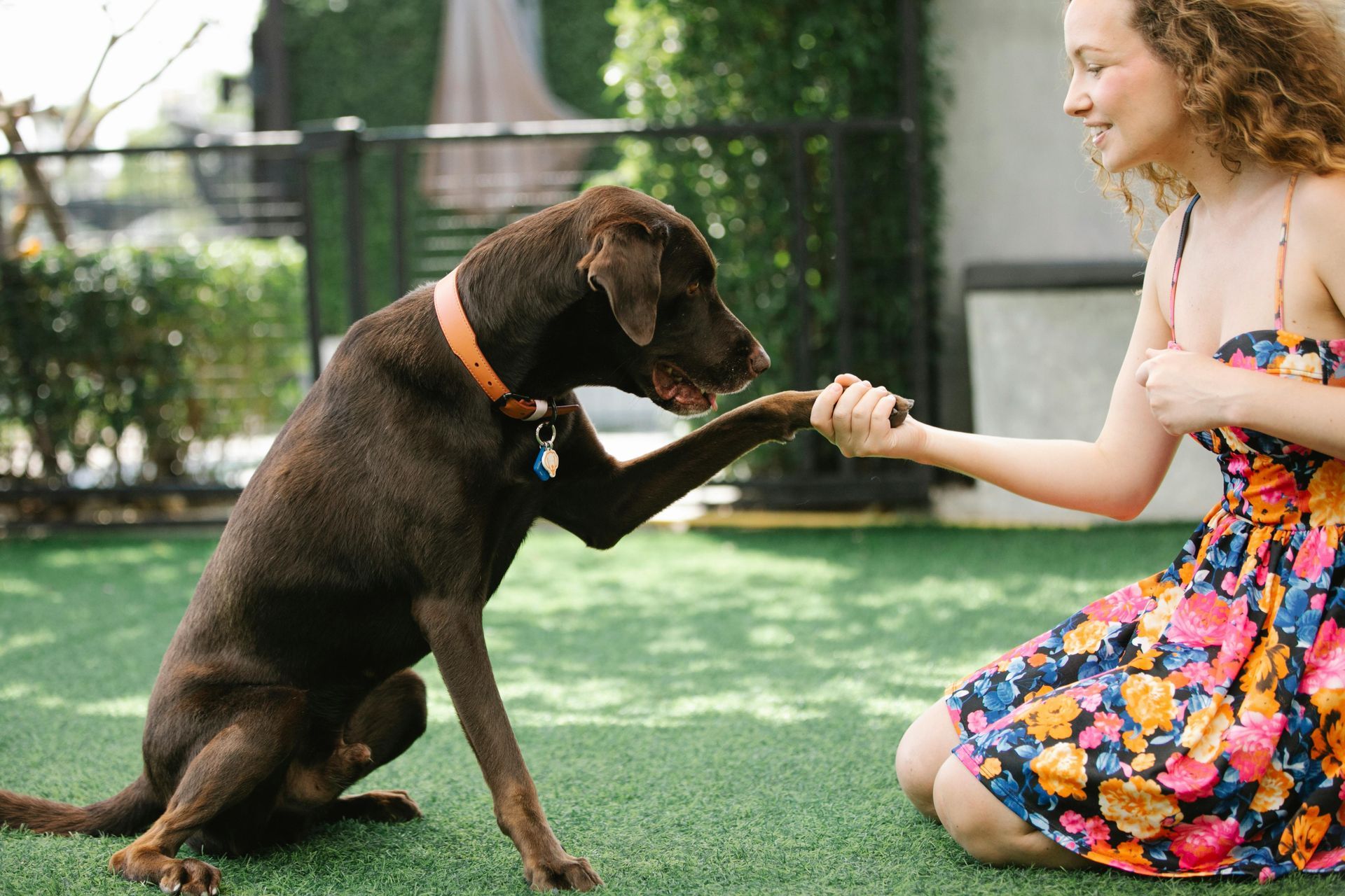 A woman is kneeling down next to a brown dog giving it a high five.