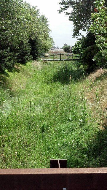 A grassy field with trees in the background and a bridge in the distance.