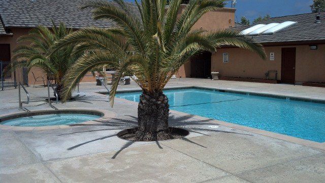 A large palm tree is in the middle of a swimming pool.