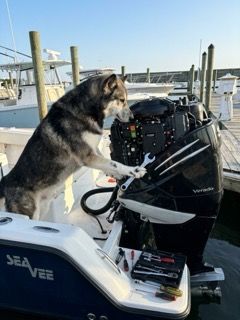 Dog standing on a boat, paws on an outboard motor, with a marina in the background