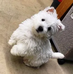 White fluffy puppy tilting its head on a carpeted floor beside a wooden table