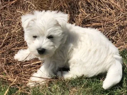 White puppy lying in dry grass, looking at the camera.