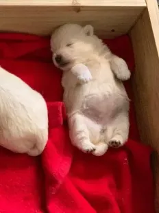 Sleeping white puppy lying on its back in a wooden box on a red blanket