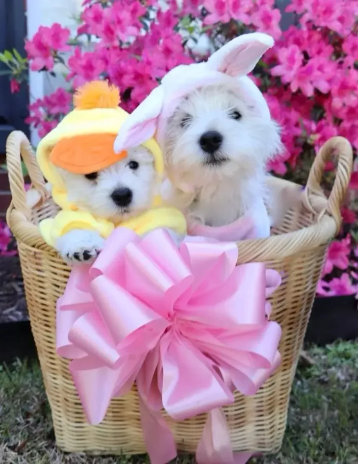 Two fluffy white puppies in bunny ears sit in a wicker basket with a pink bow, surrounded by pink flowers.