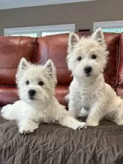 Two white fluffy dogs sitting on a gray bed in front of a brown leather couch.