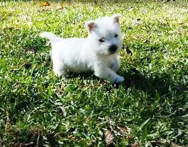 Small white puppy standing on green grass in sunlight.