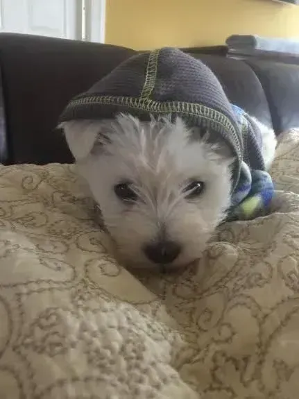 Small white dog in a gray hoodie resting on a patterned cushion on a couch