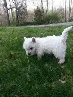 White fluffy puppy sniffing tall grass in a park near a path