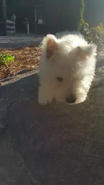 Small fluffy white dog walking on a sunlit sidewalk outdoors.