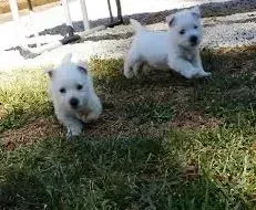 Two small white puppies running on grass in a sunny yard