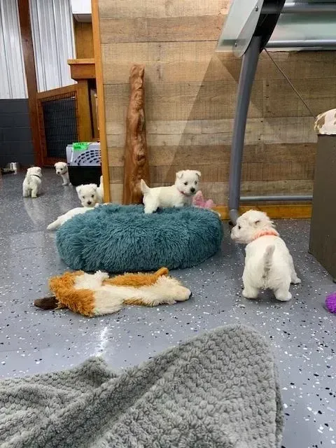 Small white puppies playing in a room with pet beds, a toy, and a ramp.