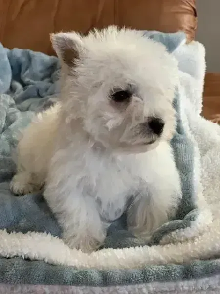 Small white fluffy puppy sitting on a blue blanket, looking to the side.