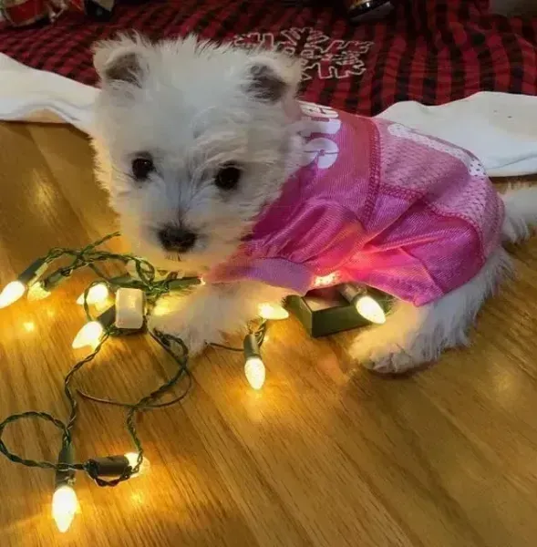 Small white puppy in a pink outfit beside glowing string lights on a wooden floor.